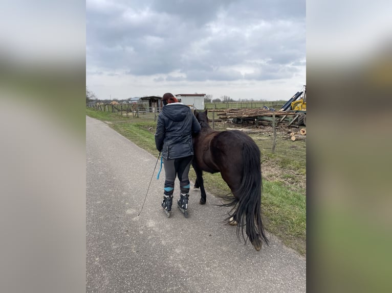 Welsh-A Mix Stute 10 Jahre 122 cm Rappe in Scheibenhard