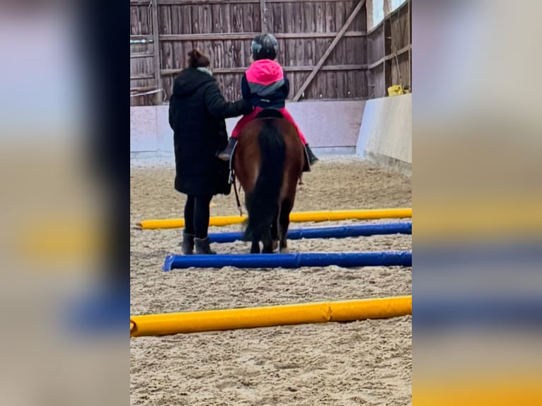 Welsh-A Stute 10 Jahre 123 cm Brauner in Stadtallendorf