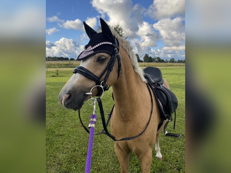 Welsh-A Stute 10 Jahre 127 cm Palomino in Grobi&#x146;a
