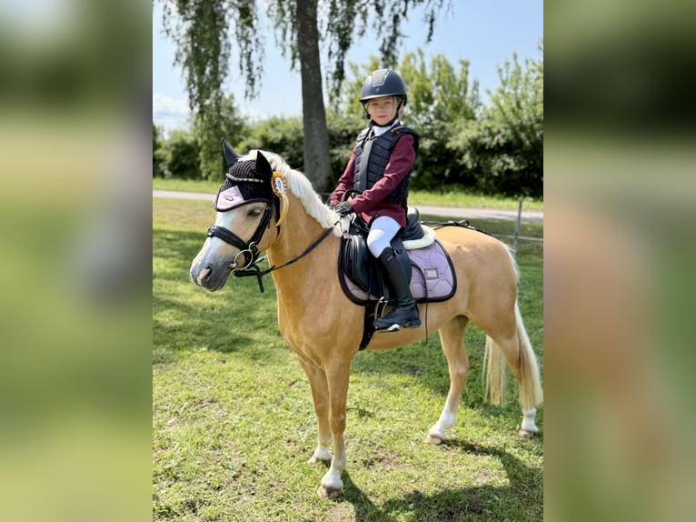 Welsh-A Stute 10 Jahre 127 cm Palomino in Grobi&#x146;a