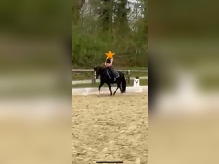 Welsh-A Stute 10 Jahre 128 cm Rappe in PfullingenPfullingen