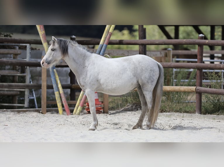 Welsh-A Stute 11 Jahre 110 cm Schimmel in Berlin