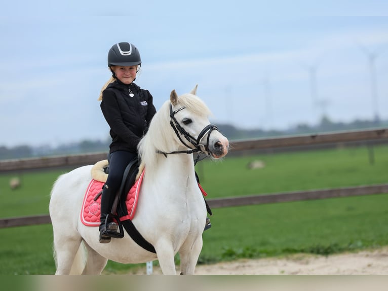 Welsh-A Stute 11 Jahre 116 cm in Groningen