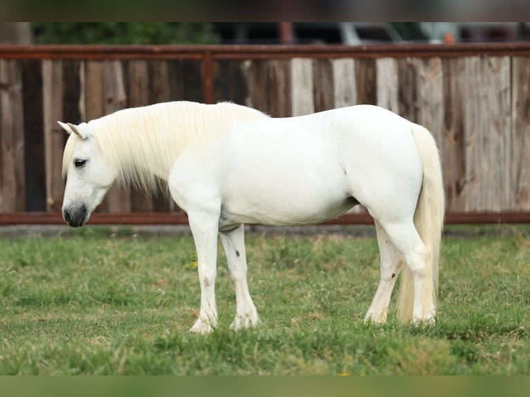 Welsh-A Stute 11 Jahre 117 cm Schimmel in Joshua, TX