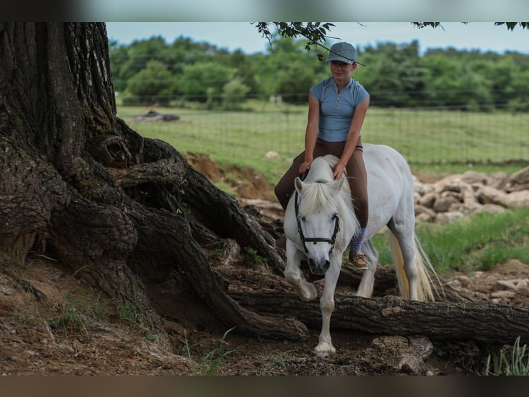 Welsh-A Stute 11 Jahre 117 cm Schimmel in Joshua, TX