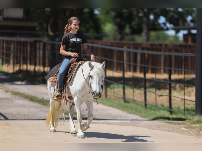 Welsh-A Stute 11 Jahre 117 cm Schimmel in Joshua, TX