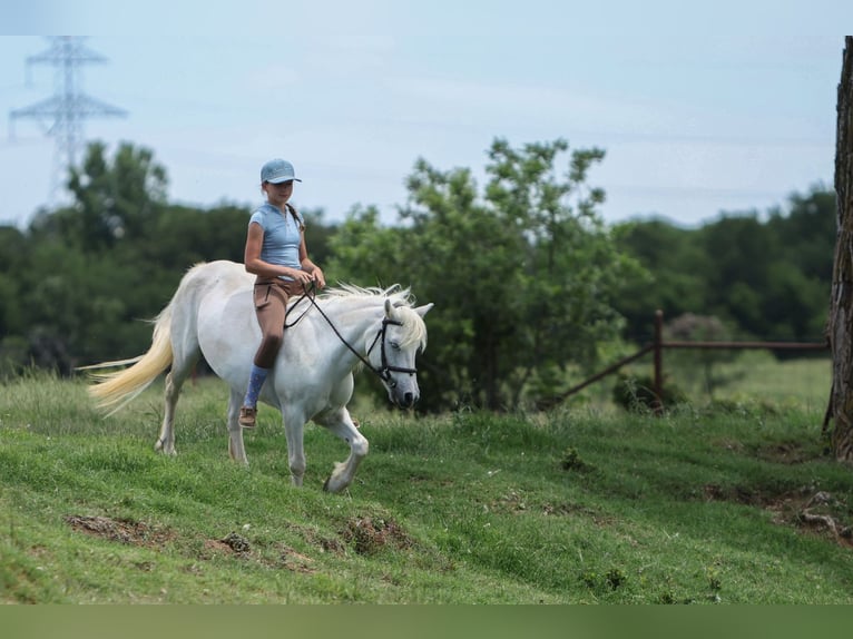 Welsh-A Stute 11 Jahre 117 cm Schimmel in Joshua, TX