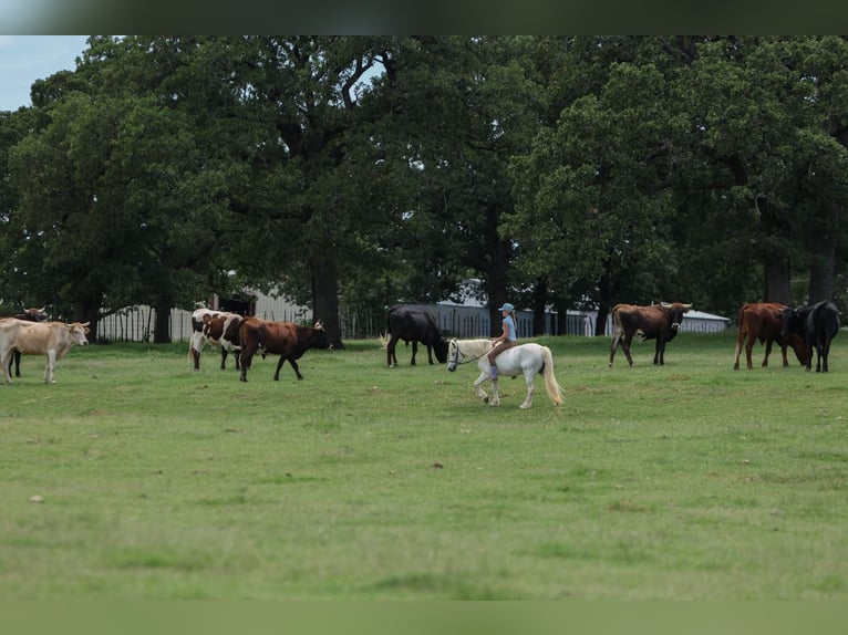Welsh-A Stute 11 Jahre 117 cm Schimmel in Joshua, TX