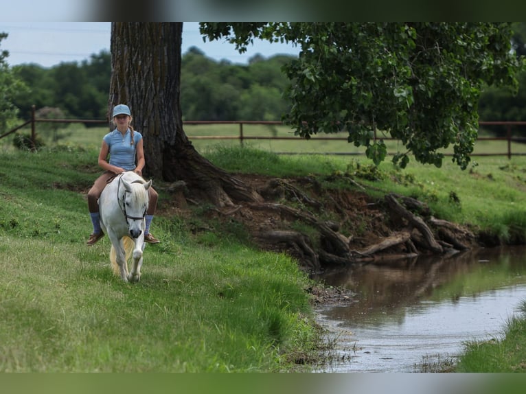 Welsh-A Stute 11 Jahre 117 cm Schimmel in Joshua, TX