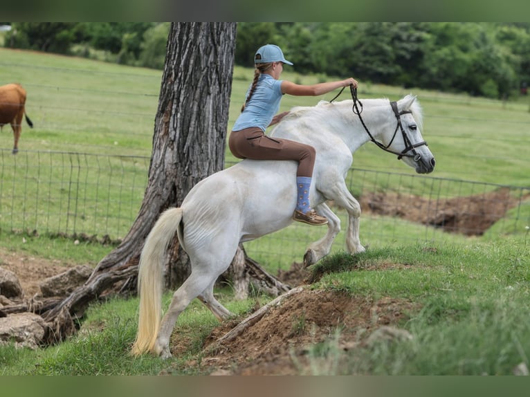 Welsh-A Stute 11 Jahre 117 cm Schimmel in Joshua, TX