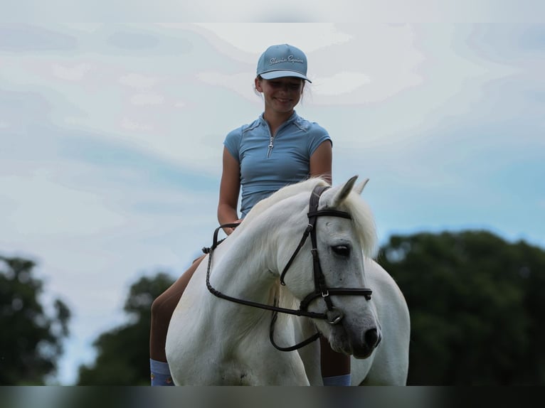 Welsh-A Stute 11 Jahre 117 cm Schimmel in Joshua, TX