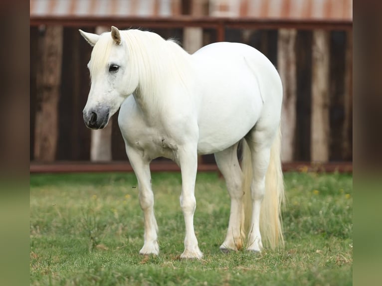 Welsh-A Stute 11 Jahre 117 cm Schimmel in Joshua, TX