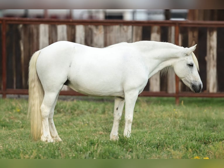 Welsh-A Stute 11 Jahre 117 cm Schimmel in Joshua, TX