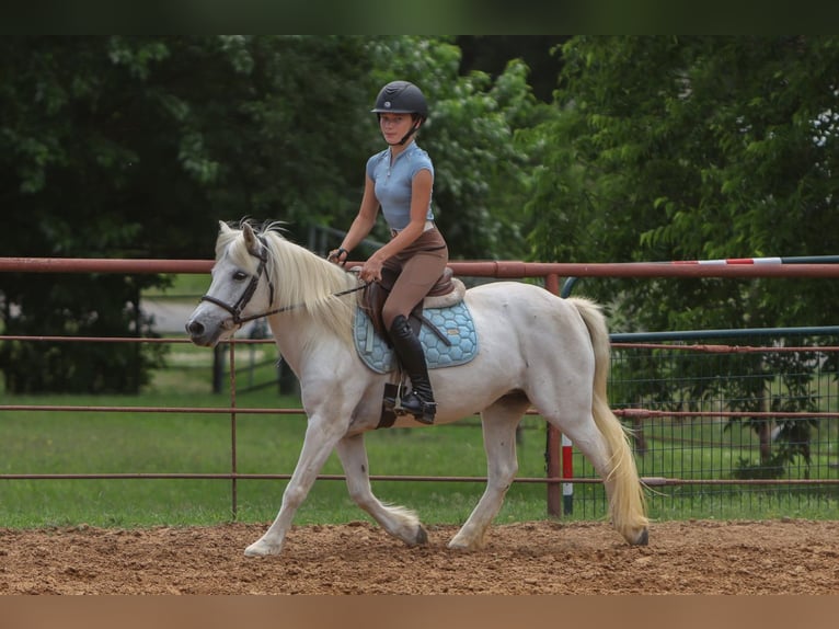 Welsh-A Stute 11 Jahre 117 cm Schimmel in Joshua, TX