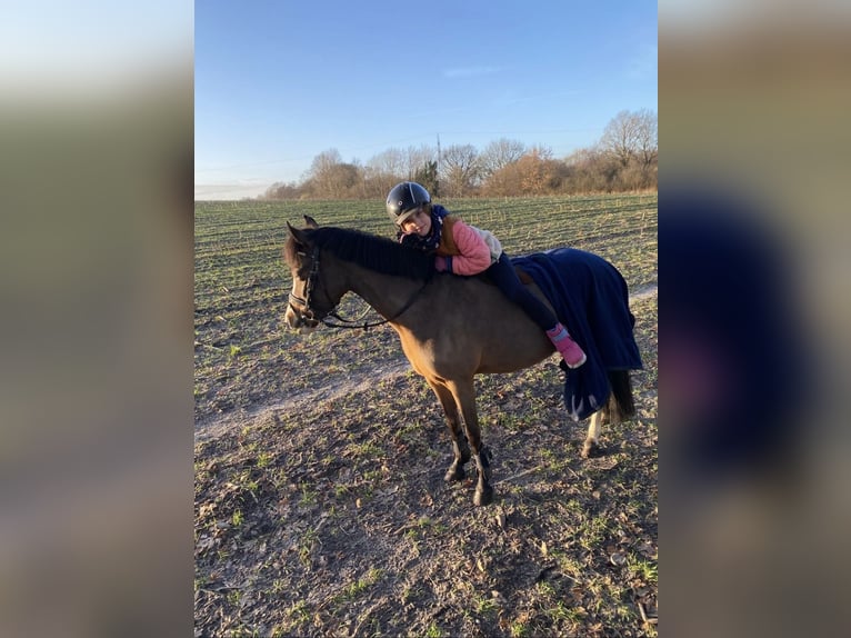 Welsh-A Stute 11 Jahre 120 cm Brauner in Ritterhude