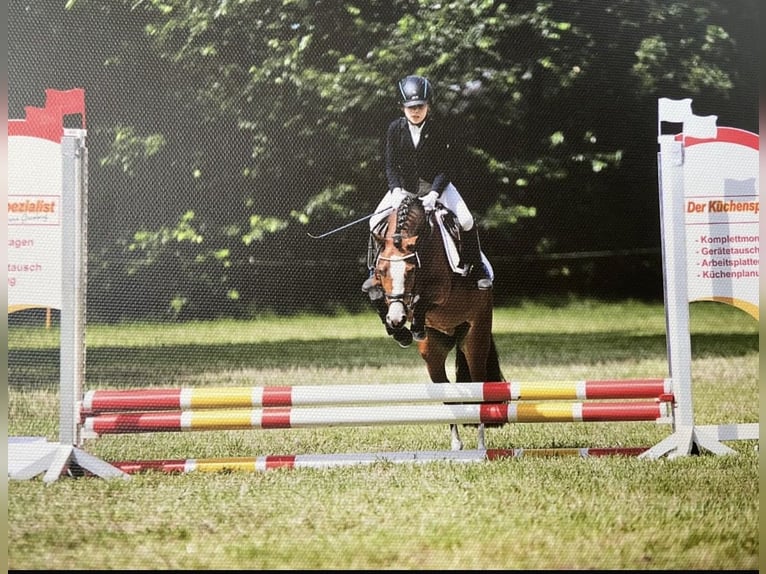 Welsh-A Stute 11 Jahre 120 cm Brauner in Ritterhude