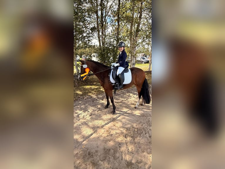 Welsh-A Stute 11 Jahre 120 cm Brauner in Ritterhude