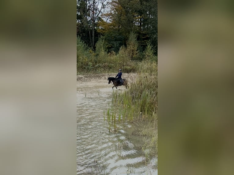 Welsh-A Stute 11 Jahre 120 cm Brauner in Ritterhude