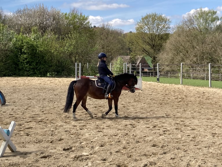 Welsh-A Stute 11 Jahre 120 cm Brauner in Ankum