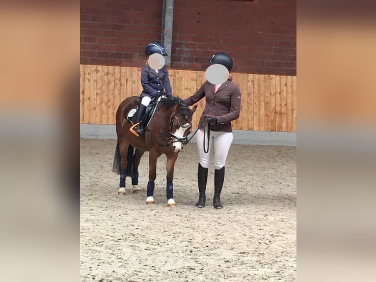 Welsh-A Stute 11 Jahre 120 cm Brauner in Ankum