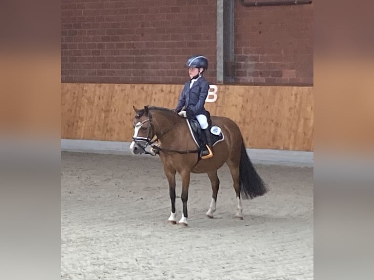 Welsh-A Stute 11 Jahre 120 cm Brauner in Ankum