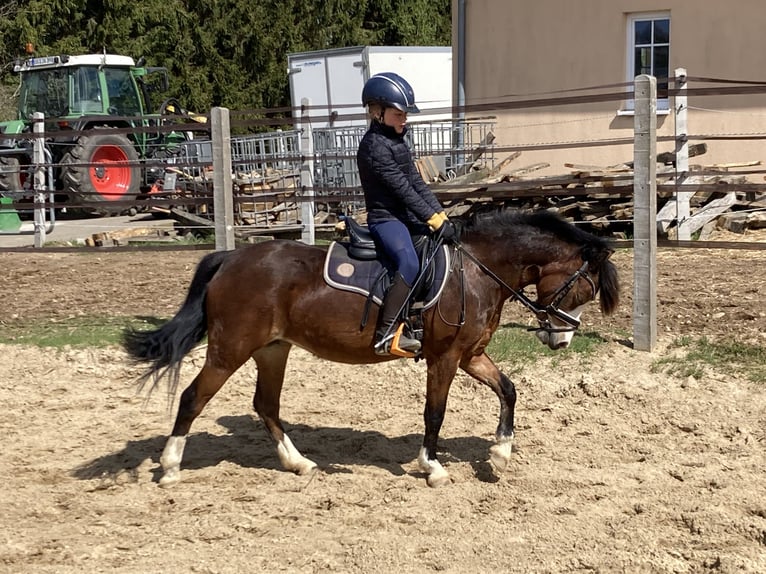 Welsh-A Stute 11 Jahre 120 cm Brauner in Ankum
