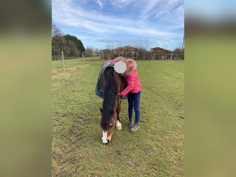 Welsh-A Stute 11 Jahre 120 cm Brauner in Ankum