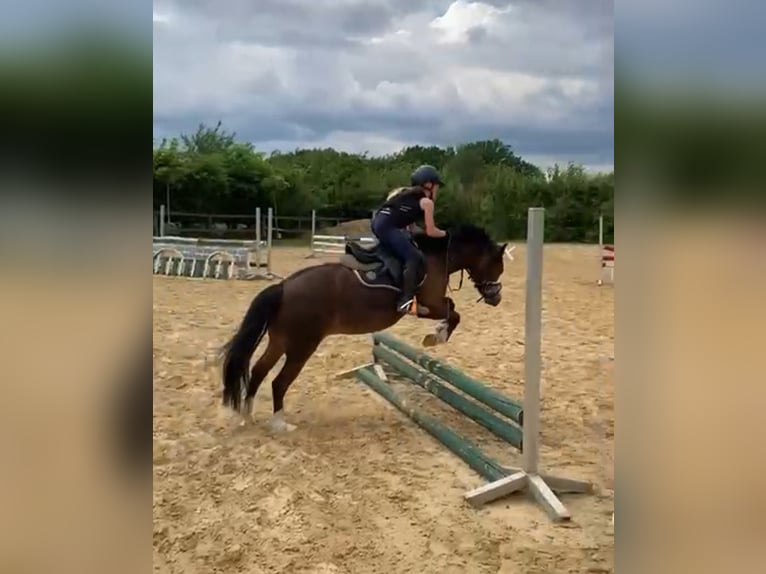 Welsh-A Stute 11 Jahre 120 cm Brauner in Ankum