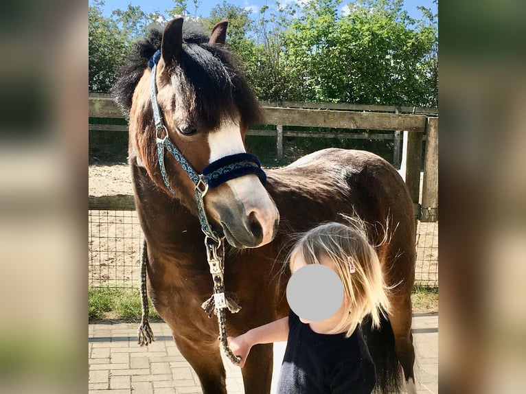 Welsh-A Stute 11 Jahre 120 cm Brauner in Ankum