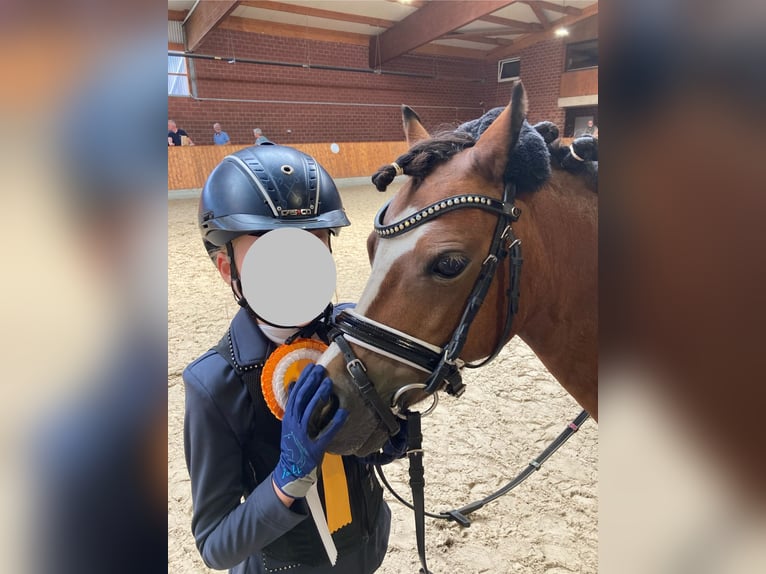 Welsh-A Stute 11 Jahre 120 cm Brauner in Ankum