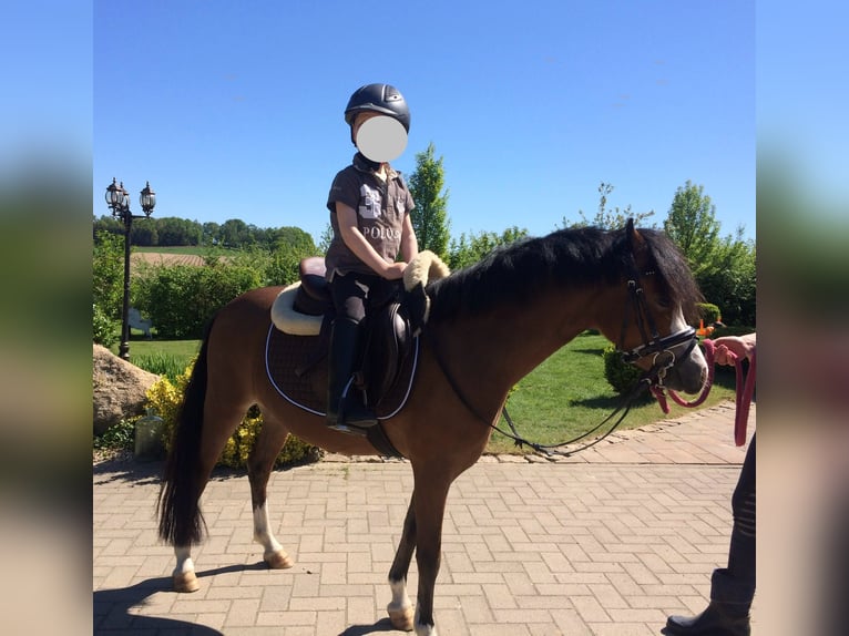 Welsh-A Stute 11 Jahre 120 cm Brauner in Ankum