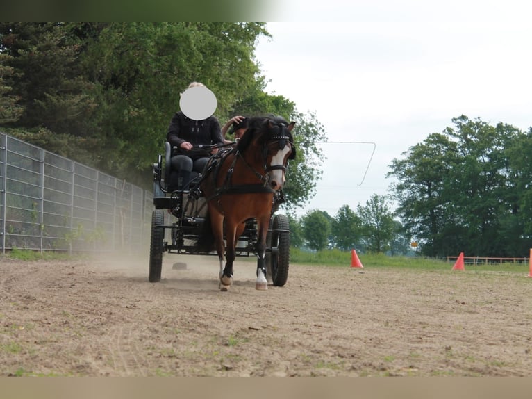 Welsh-A Stute 11 Jahre 120 cm Brauner in Ankum
