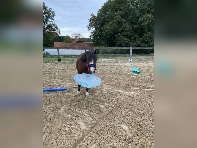 Welsh-A Stute 11 Jahre 120 cm Brauner in Ankum