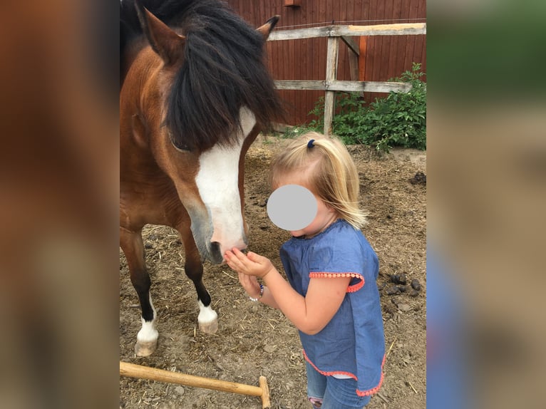 Welsh-A Stute 11 Jahre 120 cm Brauner in Ankum