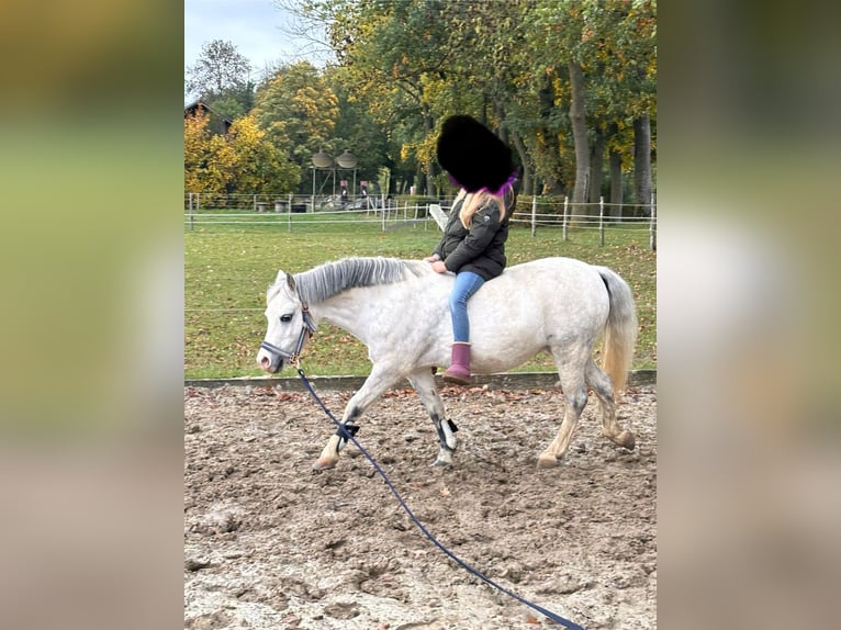 Welsh-A Stute 11 Jahre 121 cm Apfelschimmel in Steinheim