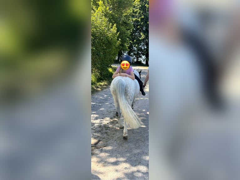 Welsh-A Stute 11 Jahre 121 cm Apfelschimmel in Steinheim