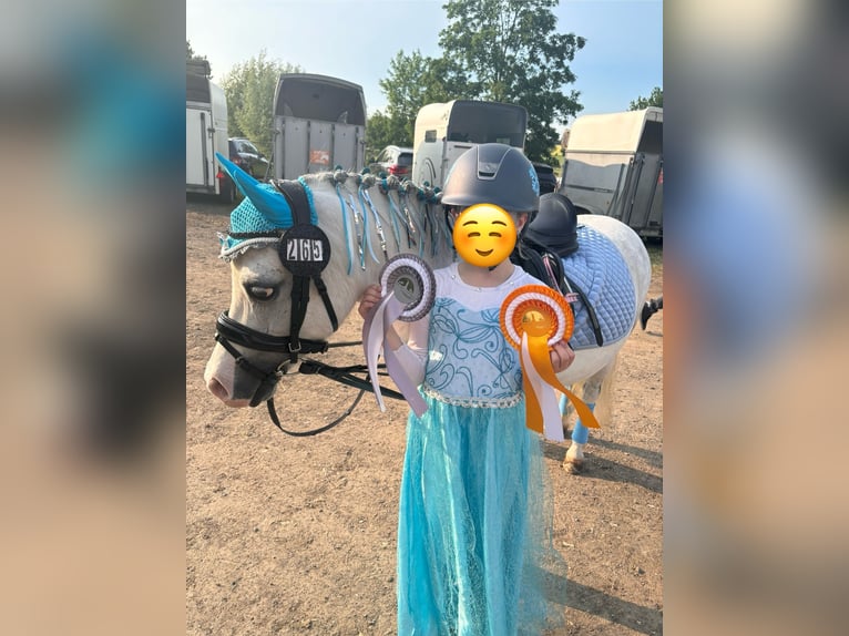 Welsh-A Stute 11 Jahre 121 cm Apfelschimmel in Steinheim