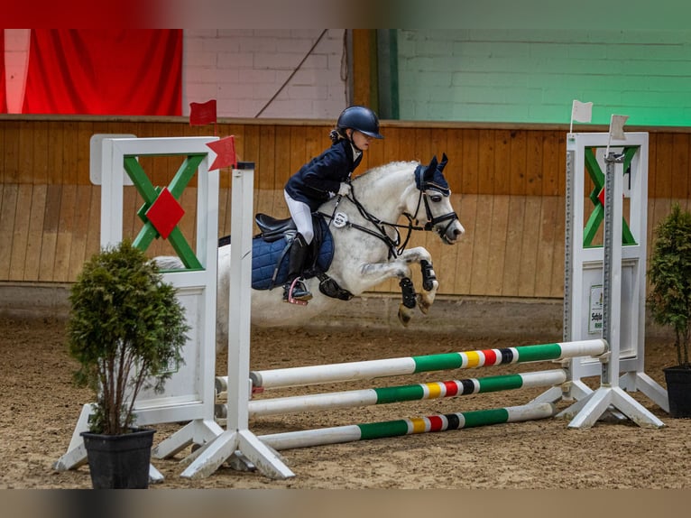 Welsh-A Stute 11 Jahre 121 cm Apfelschimmel in Steinheim