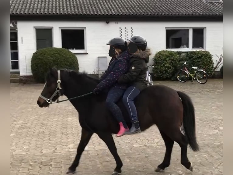 Welsh-A Stute 11 Jahre 122 cm Brauner in Brietlingen