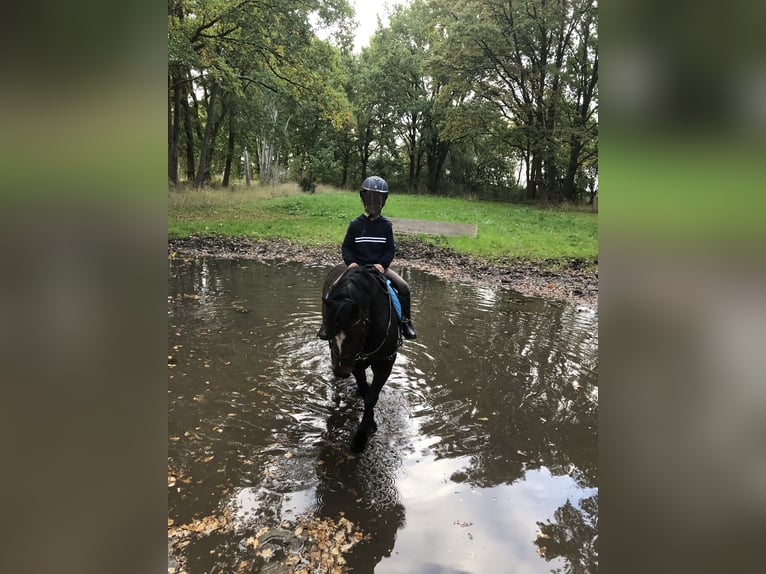 Welsh-A Stute 11 Jahre 122 cm Brauner in Brietlingen