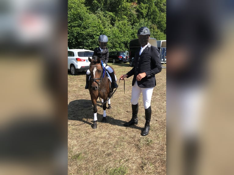 Welsh-A Stute 11 Jahre 122 cm Brauner in Brietlingen