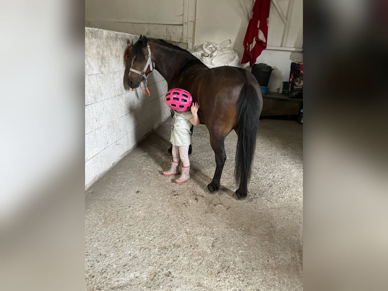 Welsh-A Stute 11 Jahre 122 cm Brauner in Brietlingen