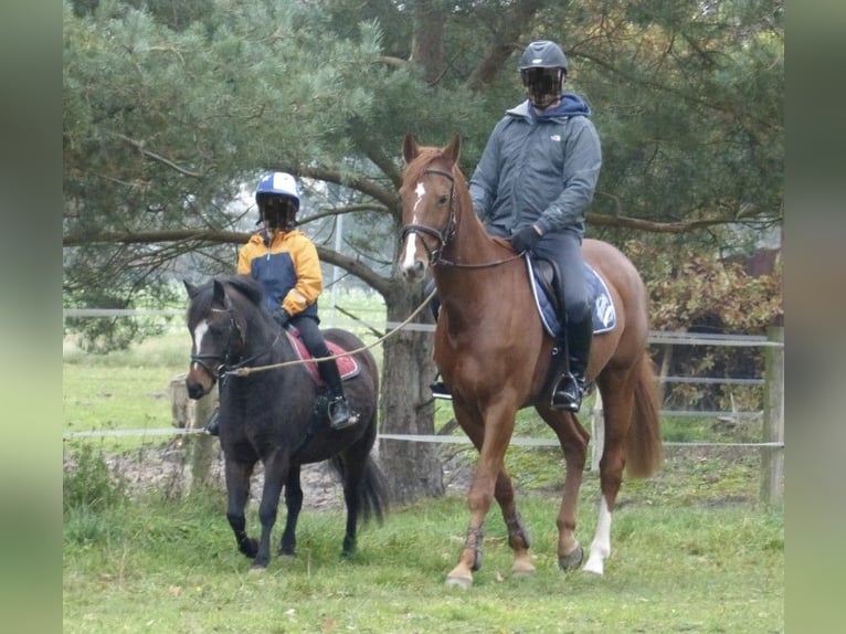 Welsh-A Stute 11 Jahre 122 cm Brauner in Brietlingen