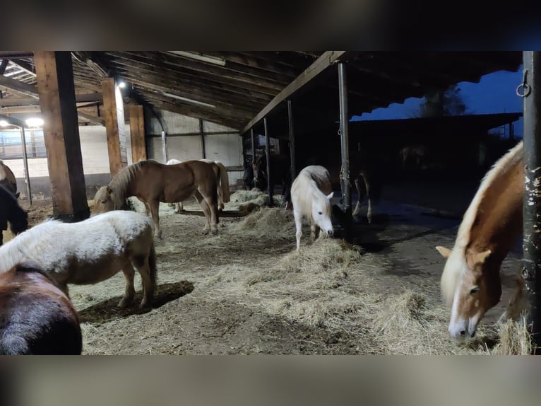 Welsh-A Stute 11 Jahre 124 cm Schimmel in Elsdorf