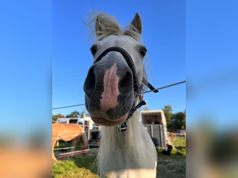 Welsh-A Stute 11 Jahre 124 cm Schimmel in Elsdorf