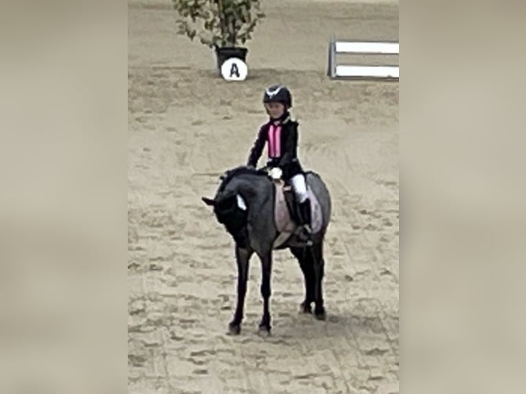 Welsh-A Stute 11 Jahre 125 cm Roan-Blue in Neuenrade