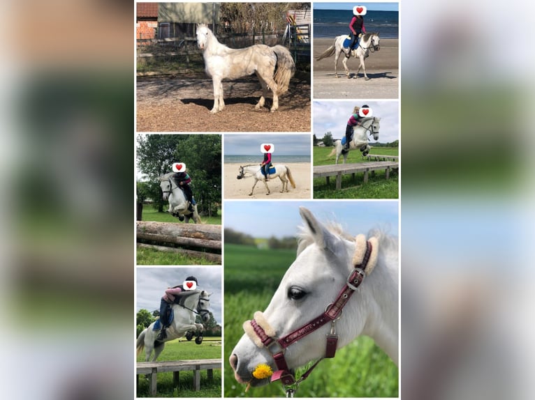 Welsh-A Stute 11 Jahre 127 cm Schimmel in K&#xFC;nzelsau