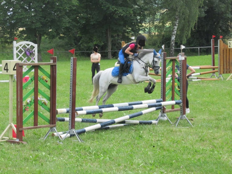 Welsh-A Stute 11 Jahre 127 cm Schimmel in K&#xFC;nzelsau