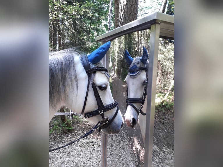 Welsh-A Stute 11 Jahre 127 cm Schimmel in K&#xFC;nzelsau