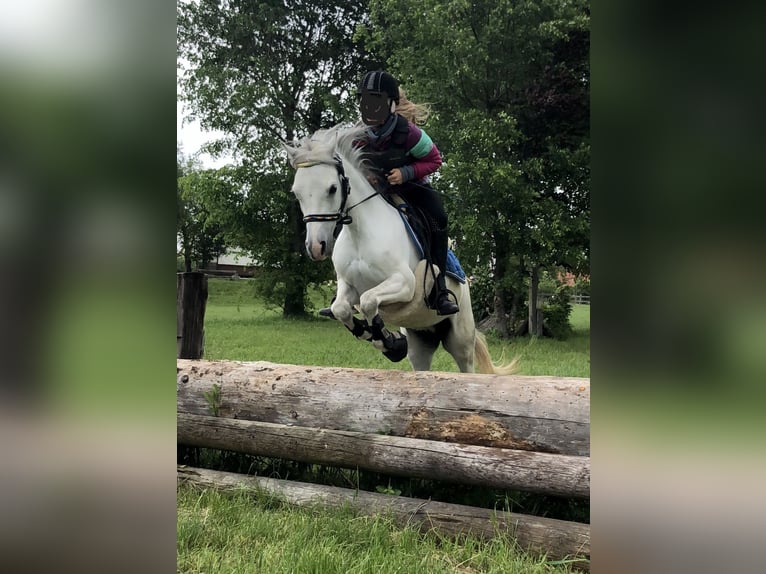 Welsh-A Stute 11 Jahre 127 cm Schimmel in K&#xFC;nzelsau